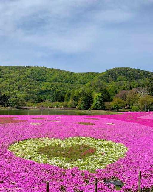 富士本栖湖リゾートの芝桜①