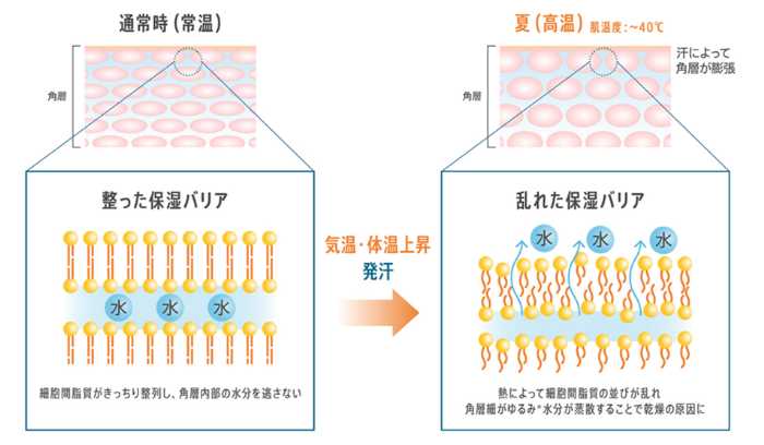 エストの新作化粧水③