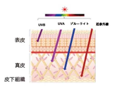 マリークワントの最新「日やけ止め」③