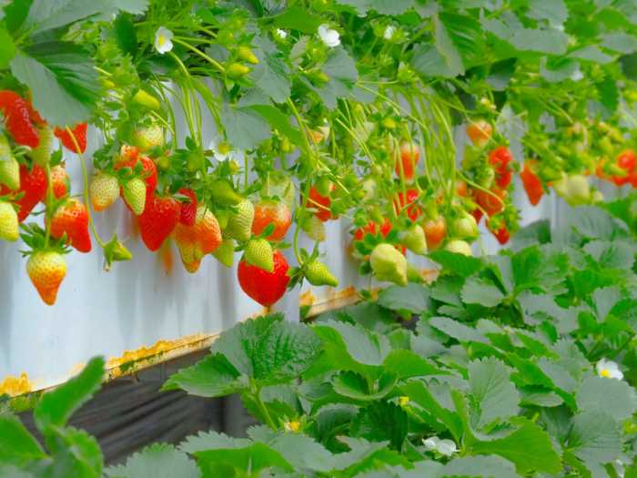 期間限定の春いちごミルクティー③