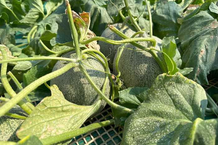 Minimalの完熟メロンとカカオのパフェ②