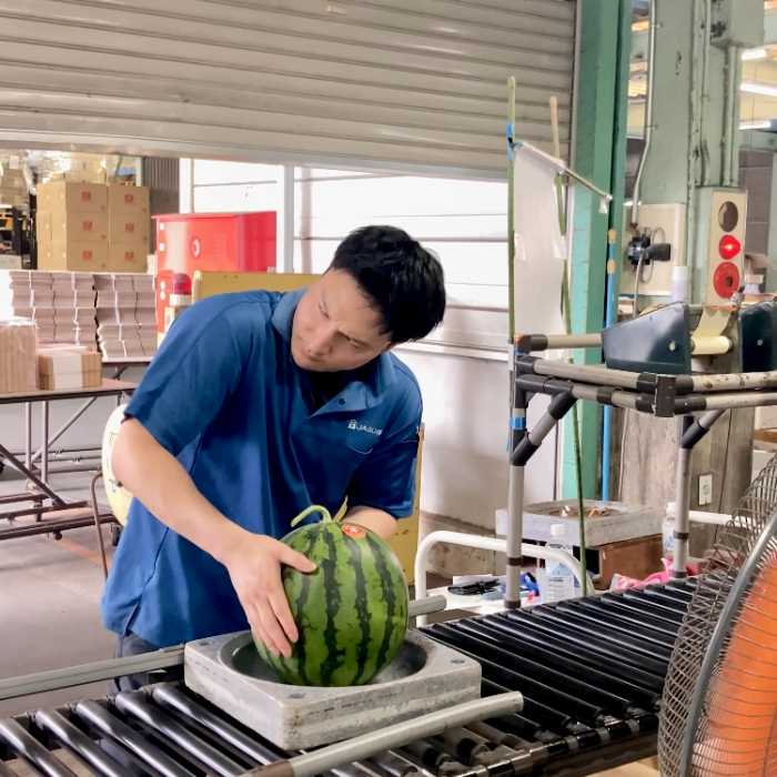 函南西瓜の打音検査