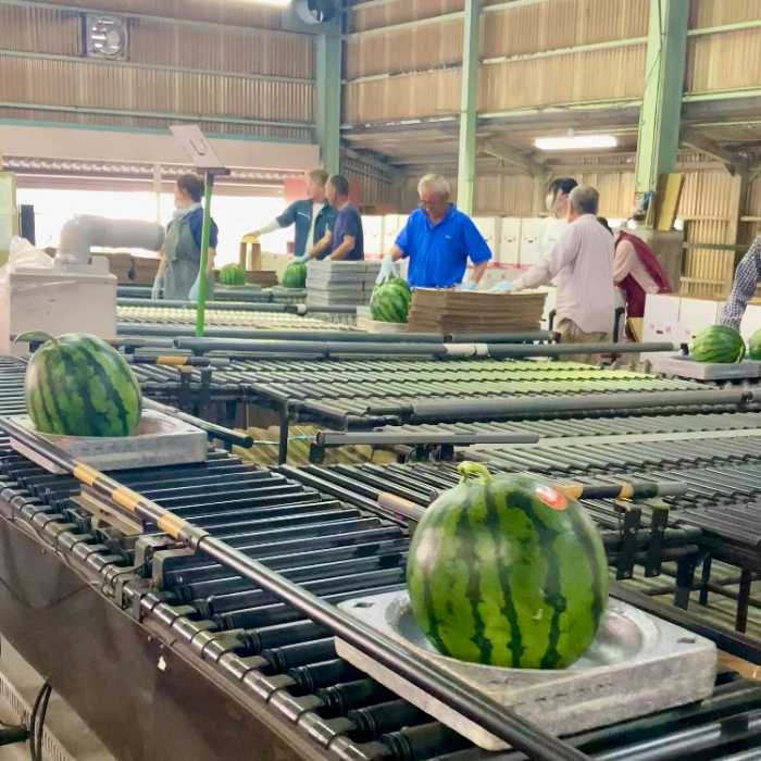 函南西瓜の出荷風景