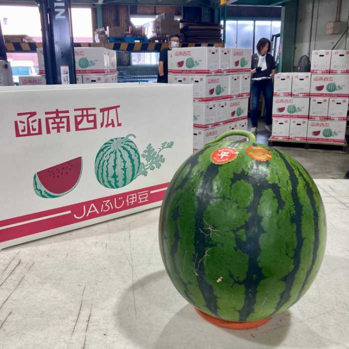 函南西瓜の優3L