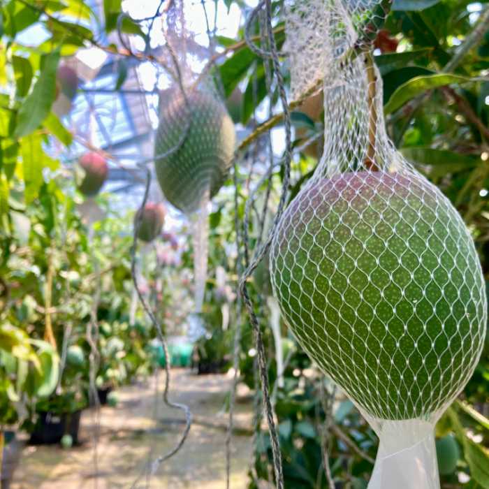 ダイヤマンゴーの農園