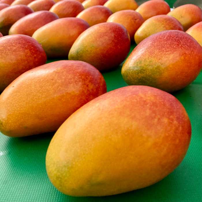 ダイヤマンゴー農園の出荷前ダイヤマンゴー