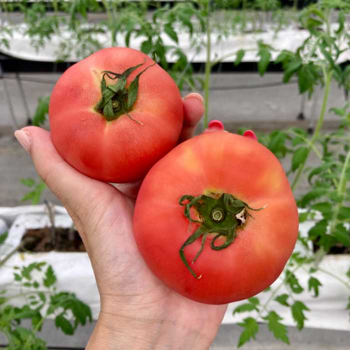 丹那高原トマトの初物トマト