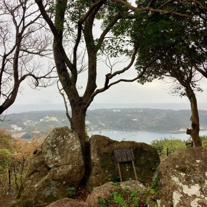 寝姿山の石割楠(いしわりくすのき)｢活力の楠｣