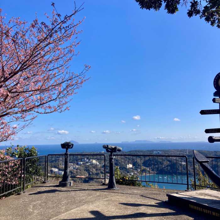 寝姿山の河津桜と下田の海と空