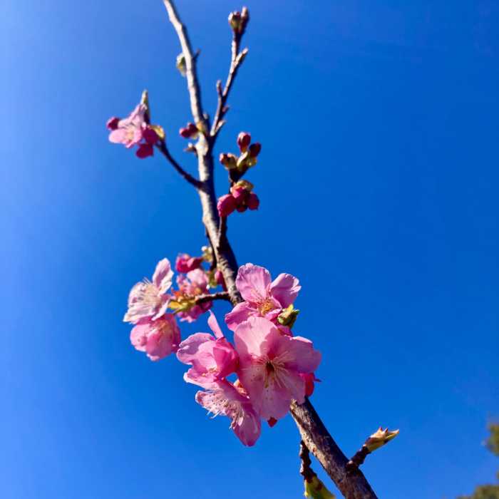 寝姿山の伊古奈桜