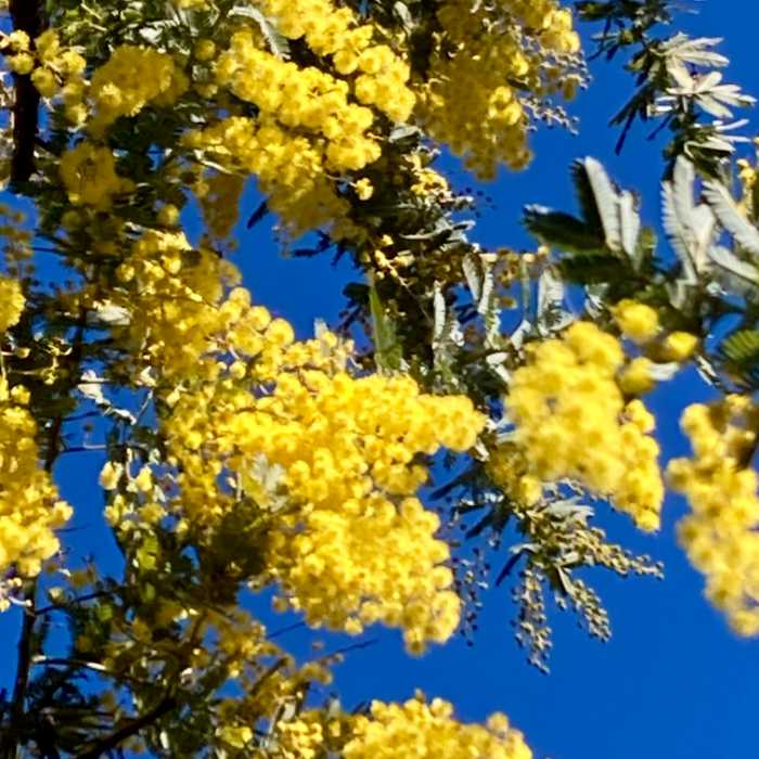 寝姿山のミモザ