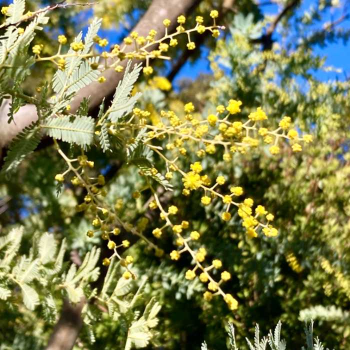 寝姿山のミモザ蕾