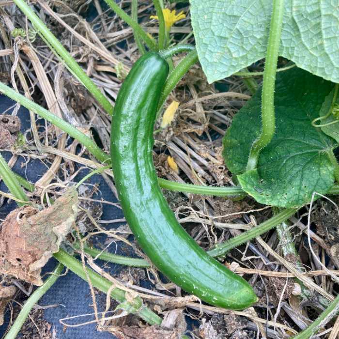 函南めぐり野菜のきゅうり