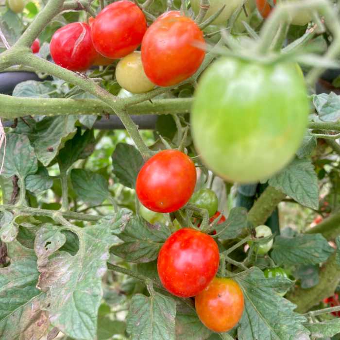 函南めぐり野菜のトマト