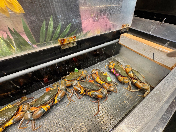 リパブリックの画像2