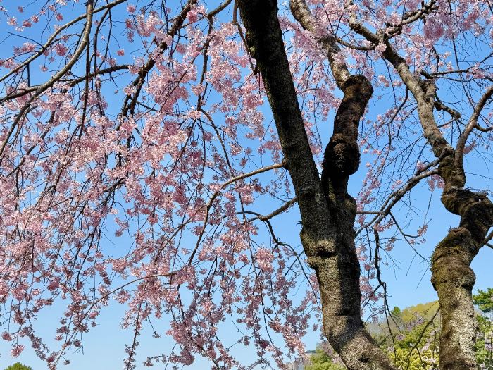 ファミマルお花見オススメ商品関連の画像